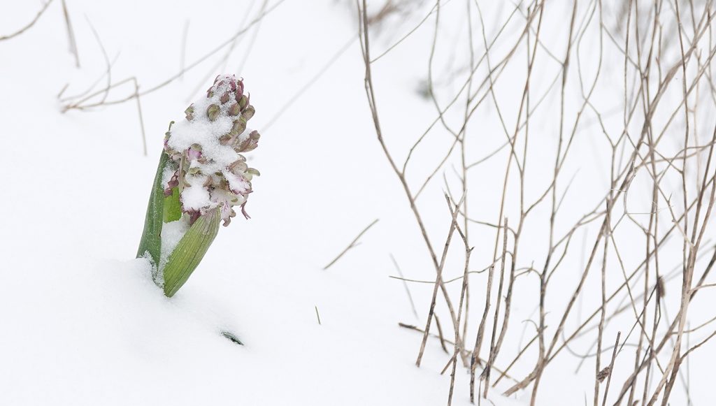 Hyacintorchis in bloei in de sneeuw